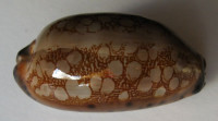 Cypraea scurra hivaensis, Lorenz, 2017