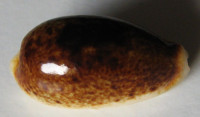 Cypraea errones (Linné, 1758)