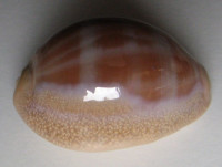 Cypraea propinqua pinguis Lorenz, 2017