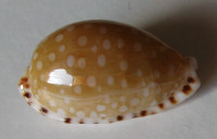 Cypraea cumingii astaryi, Schilder, 1971