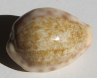 Cypraea coloba , Melvill, 1888
