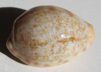 Cypraea coloba  Melvill, 1888