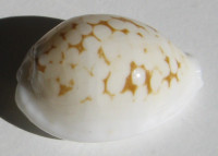 Cypraea melwardi   (Iredale, 1930)
