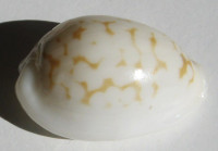 Cypraea melwardi (Iredale, 1930)