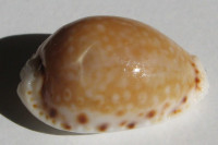 Cypraea cernica viridicolor , (C. N. Cate, 1962)