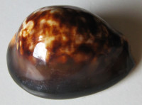 Cypraea mauritiana 1)  Linnaeus, 1758