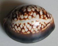 Cypraea mauritiana albiflora, Petrbok, 1932