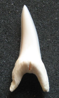 Žralok Mako - Isurus oxyrinchus  
