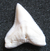 Žralok bělavý 1)  Carcharhinus leucas - Bull shark  