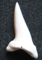 Žralok Mako - Isurus oxyrinchus  2)