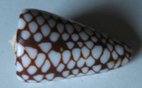 Conus marchionatus Hinds, 1845  