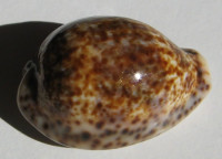 Cypraea lentiginosa, Gray, 1825