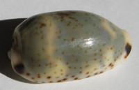 Cypraea kieneri reductesignata 2)   Schilder, 1924