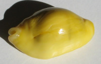 Cypraea moneta Linnaeus, 1758