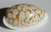 Cypraea cribraria gaspardi  Biraghi 1993 