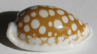 Cypraea cribraria zadela northi Iredale, 1939