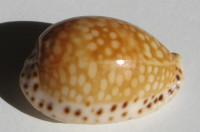 Cypraea gaskoini , Reeve, 1846