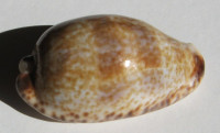 Cypraea nigropunctata , Gray, 1828