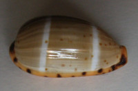 Cypraea lutea,  (Gmelin, 1791)