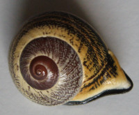 Rhynchotrochus tayloriana  Adams & Reeve, 1848