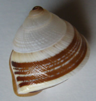 Rhynchotrochus albocarinatus  (E. A. Smith, 187)