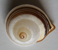 Rhynchotrochus albocarinatus  1)   (E. A. Smith, 187)