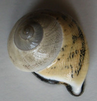 Rhynchotrochus tayloriana  1)   Adams & Reeve, 1848