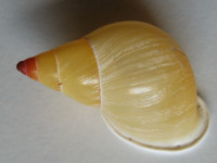 Drymaeus valentini  Breure & Vega-Luz, 2020