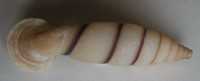 Grandinenia schorbergiana  (Schmacker & O.Boettger, 1890) CLAUSILIIDAE