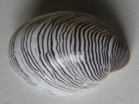 Septaria cumingiana  (C.A. Récluz, 1843)