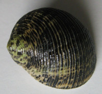 Nerita nigerrima 1)  Dillwyn, 1817
