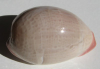 Cypraea reevei, Sowerby, 1832