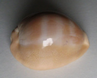 Cypraea sulcidentata (Gray, 1824)
