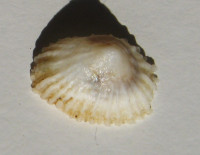 Montfortula rugosa  (Quoy & Gaimard, 1834)