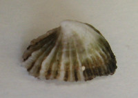Montfortula rugosa (Quoy & Gaimard, 1834)