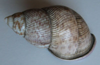 Porphyrobaphe iostoma  (Sowerby I, G.B., 1824)