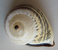 Rhynchotrochus kubaryi  1)  O. F. von Möllendorff, 1895