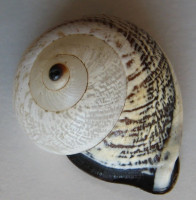 Rhynchotrochus kubaryi 2)  O. F. von Möllendorff, 1895