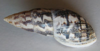 Mesembrinus angulobasis 2)   Pilsbry, 1944