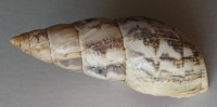 Mesembrinus angulobasis 1)   Pilsbry, 1944