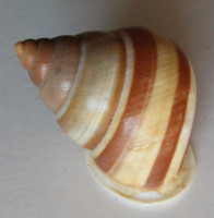 Papuina mendana Angas, 1867