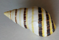 Mesembrinus mexicanus  Lamarck, 1822