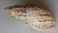 Drymaeus pulcherrimus 1)  (H. Adams, 1867) 