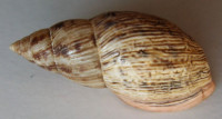 Drymaeus pulcherrimus 2)  (H. Adams, 1867) 