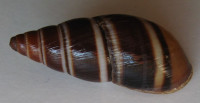 Scholvienia jelskii 1)  (Lubomirski, 1879)