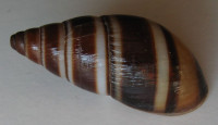 Scholvienia jelskii 2)  (Lubomirski, 1879)