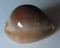 Cypraea sulcidentata (Gray, 1824) 