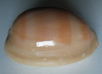 Cypraea leviathan , Schilder & Schilder, 1937