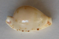 Cypraea martini, Schepman, 1907