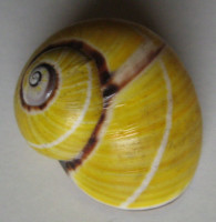 Polymita picta 1)  (Born, 1780)
